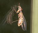Mantispa_styriaca_F2207_Z_90_Les Gris_Frankrijk
